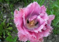 Краткая ботаническая и биологическая характеристика тюльпанов