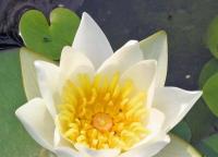 Белая кувшинка (водяная лилия): описание Кувшинка водяная